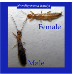 Two insects labeled 