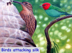 Two colorful birds perched on branches, text reads 