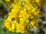 A cluster of bright yellow flowers with a bee.