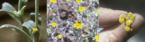 A hand holding a bunch of small, colorful wildflowers.