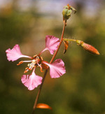 Close-up of a small pink flower with a blurred background.