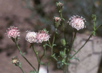 Pink flowers with green stems and leaves in a garden.