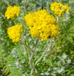 Bright yellow flowers and green foliage in natural setting.