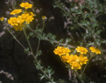 Bright yellow flowers blooming on green leafy stems.