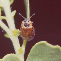 Alt text: Close-up of a beetle on a plant stem.
