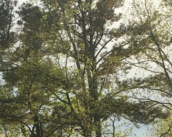 On COVID-19, Shakespeare, and being immeasurably weary