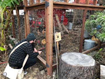 A person interacts with a chicken coop in an outdoor setting.