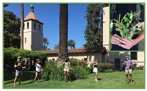 Students taking the face-to-face lab option for Whittall’s Plant Diversity course discovering leaf variation in the Mission Gardens