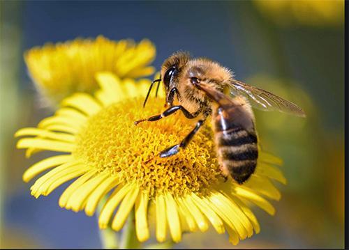 bee on a yellow flower