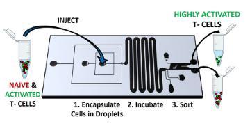 Paul Abbyad peer reviewed paper graphical abstract