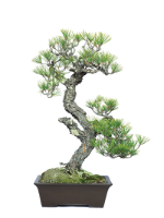 Untitled Bonsai II, Pigmented Inkjet Print, 2023, size variable