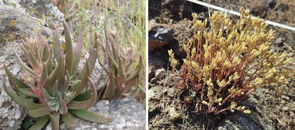 The endangered Santa Clara Valley Dudleya with fresh spring rosettes (left) and with summer yellow flowers (right)