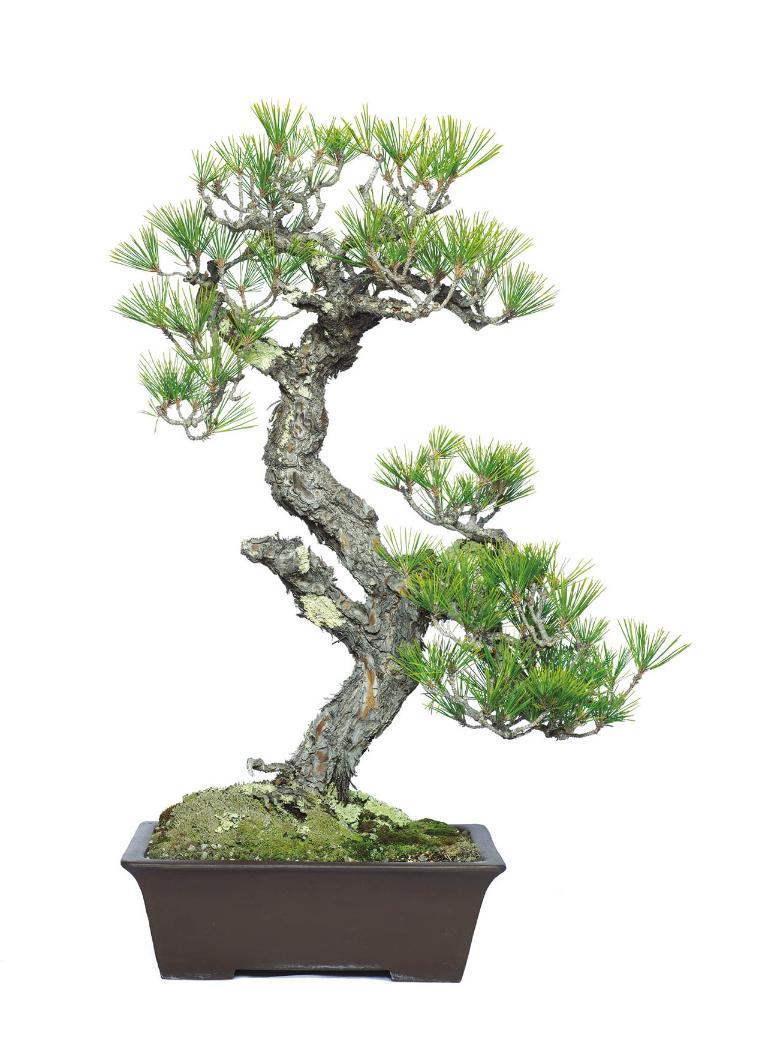 Untitled Benign Neglect Bonsai