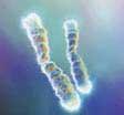 Two chromosomes with glowing telomeres on a blue background