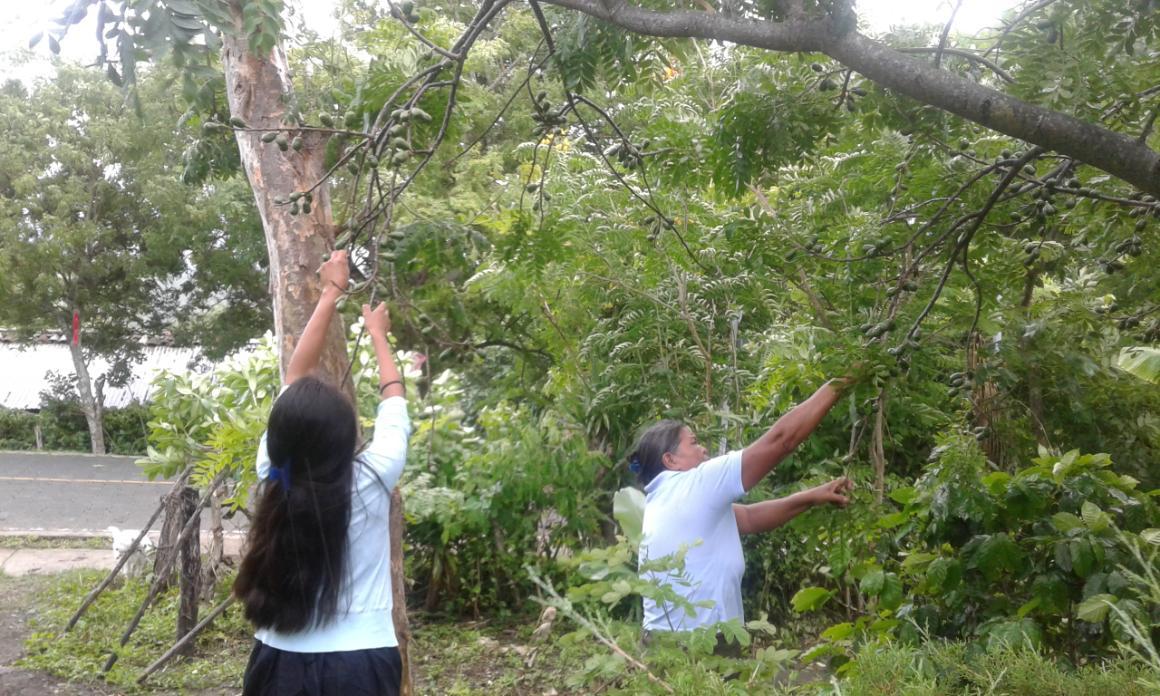 Two farmers harvesting a small green fruit, jocote.