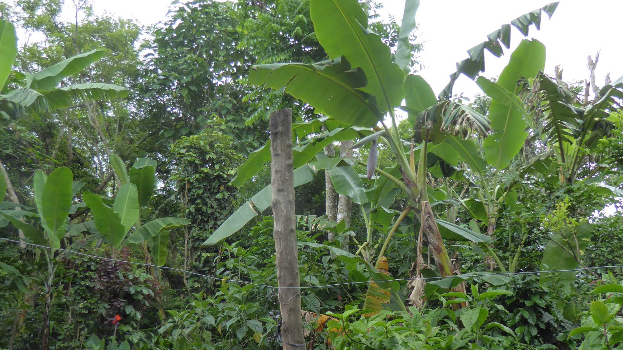 The timing of rain is important for a number of crops.