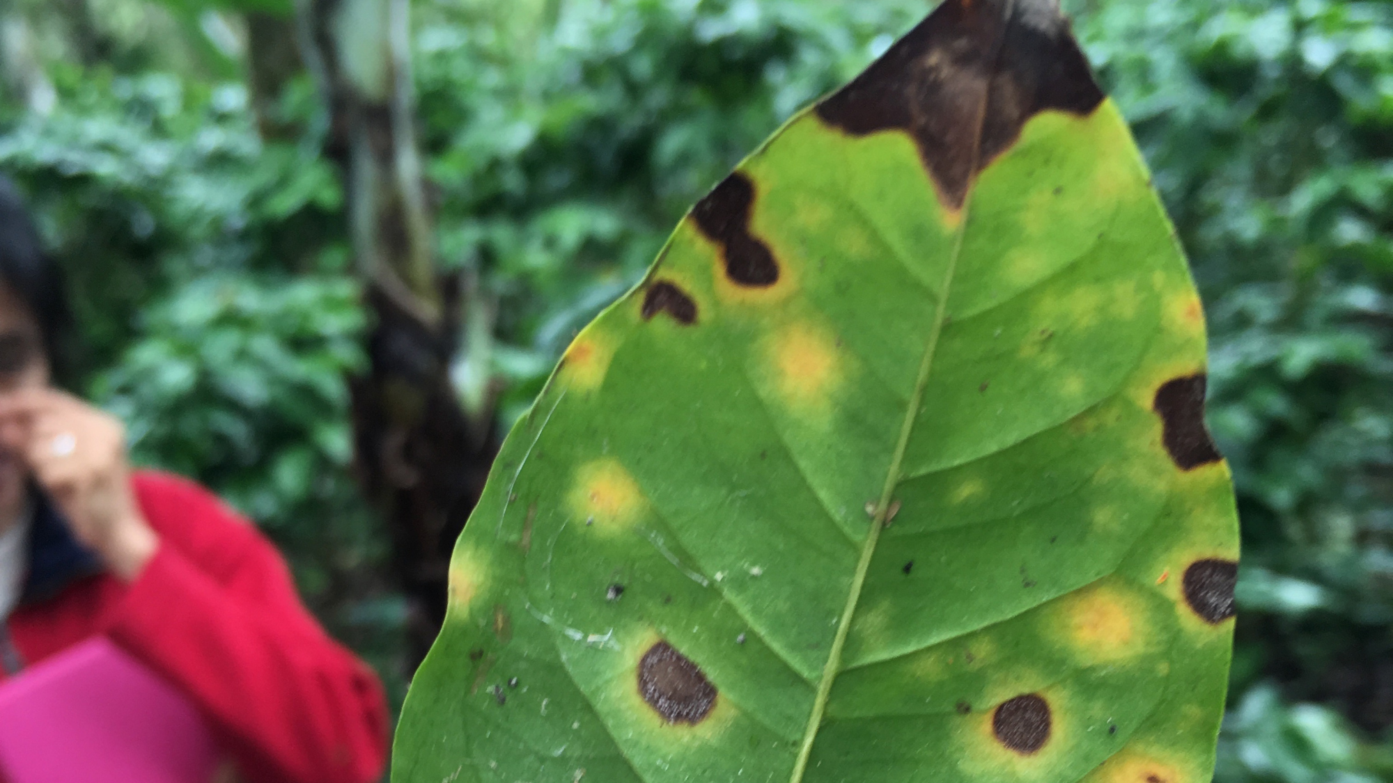 Warmer temperatures and extreme rainfall have been linked to plant diseases