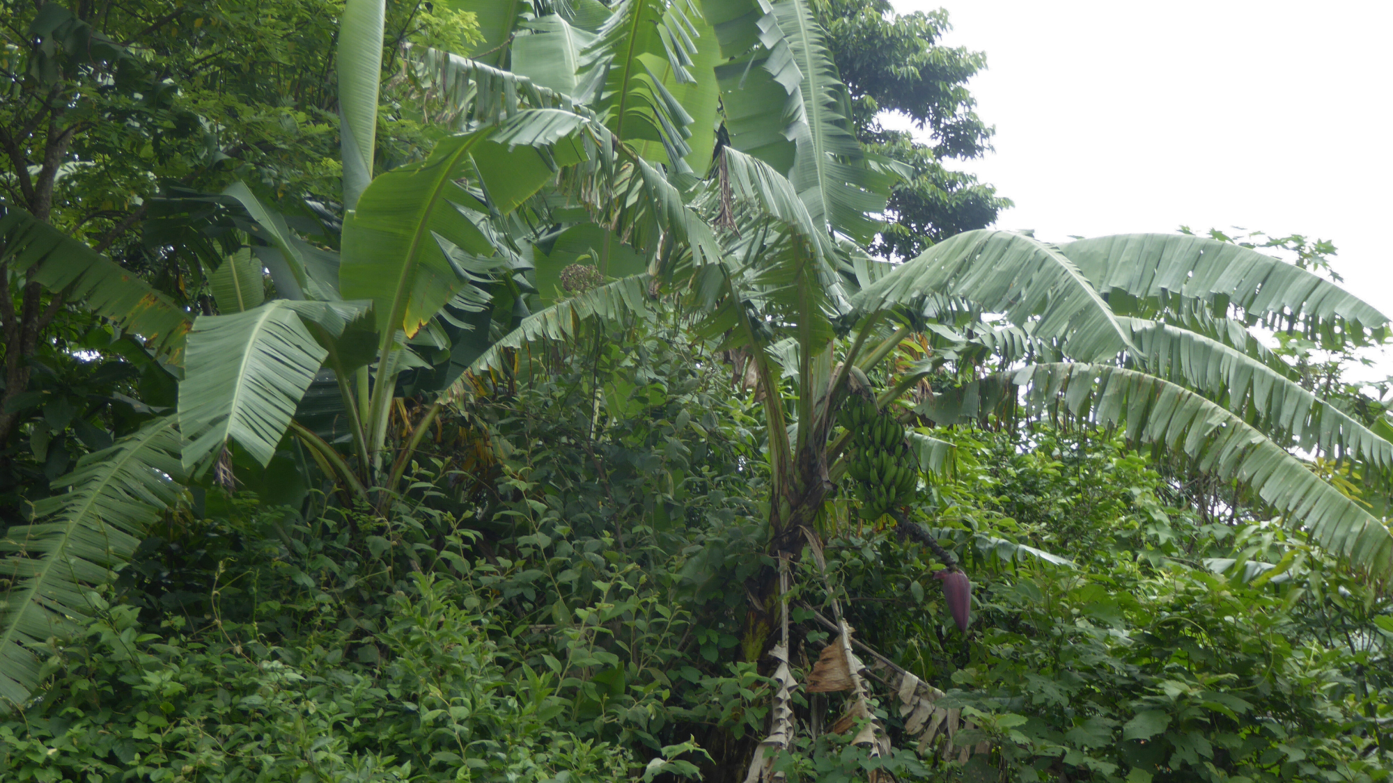 Fruit trees and other crops are dependent on the timing and amount of rainfall