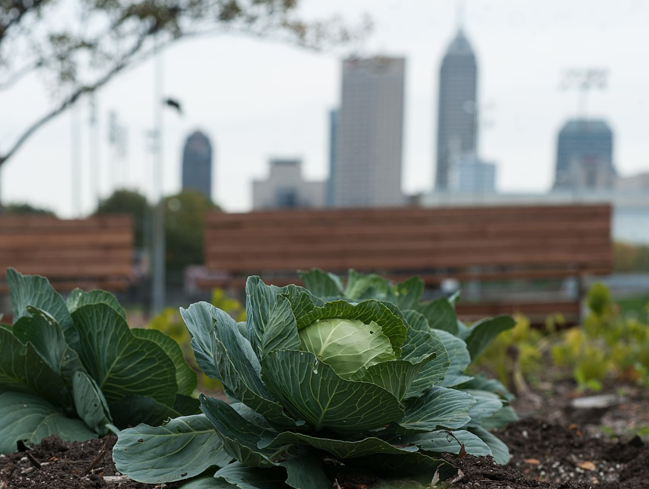 Alt text: Cabbage plants growing with a city skyline in the background.