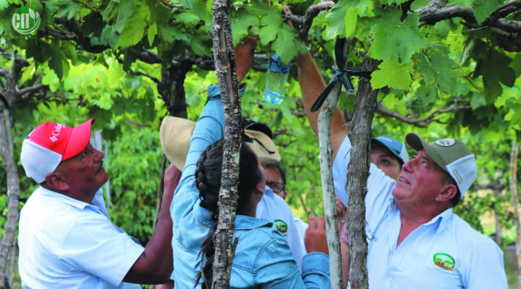 people looking at tree leaves