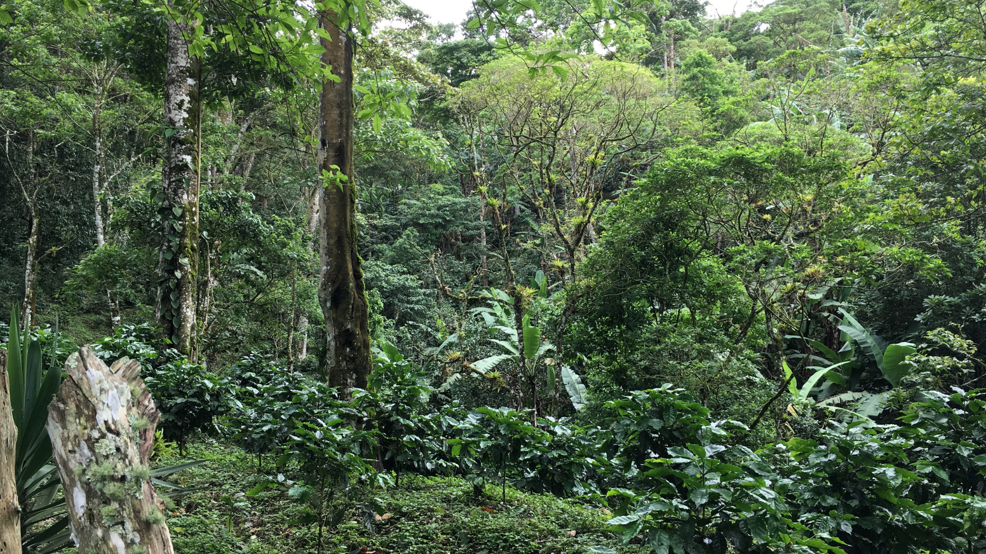 Shade grown coffee