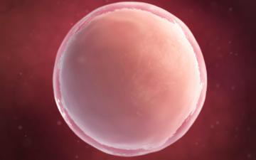 Human egg cell. Photo by Sebastian Kaulitzki _Adobe Stock.