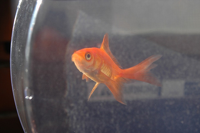 Goldfish swimming inside a glass bowl. image link to story