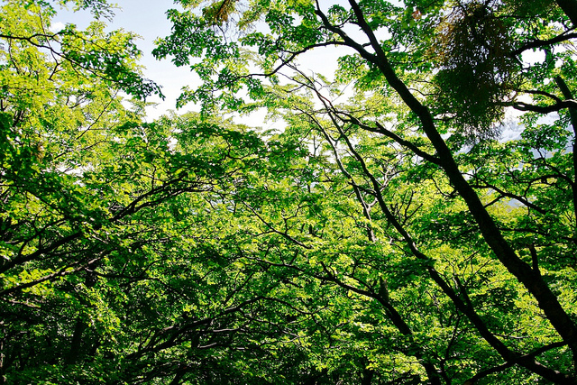 Lush green trees under a bright sky. image link to story