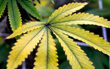 Yellowing cannabis leaf with green edges and serrated margins.