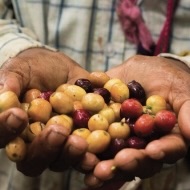 Capeltic Coffee Beans