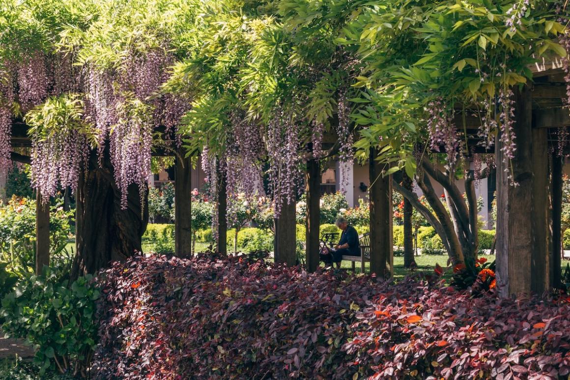 A person sits beneath a wisteria arbor on Santa Clara's campus.