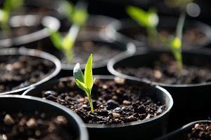 Sprouting plants ready to be planted.