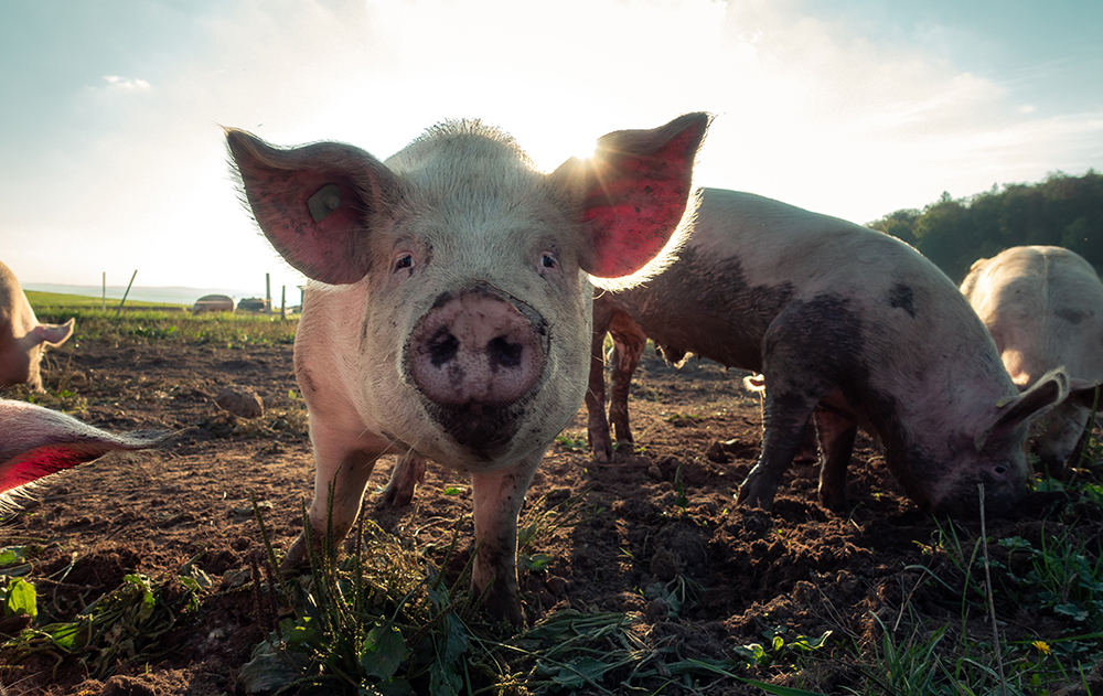 Several pigs walk around on a farm