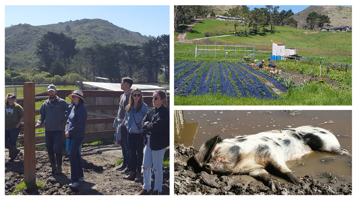 Sweetfarm collage