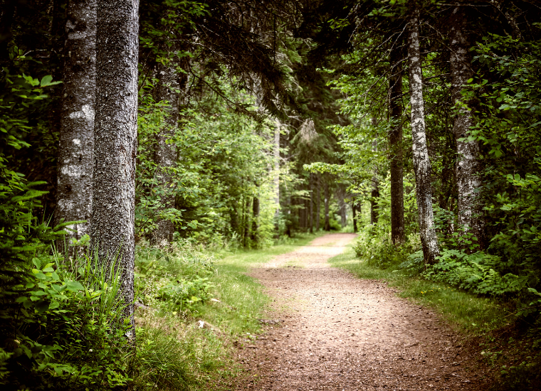 Photo of a path in the forest image link to story