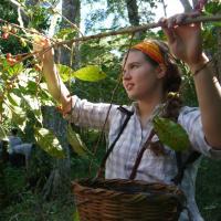 A person picking fruit outdoors while holding a basket.