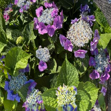 Hydrangea image