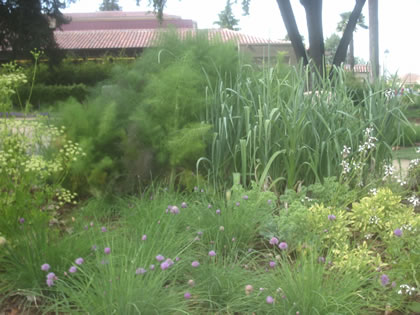 Fennel, leeks and chives in the kitchen garden.