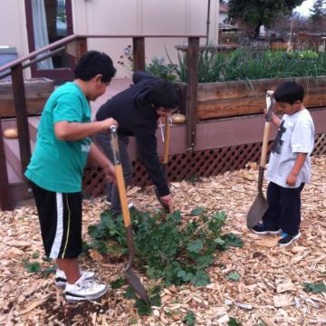 Three people tending a garden, pulling a large weed.