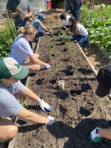 2023 Forge Student Interns planting in a garden bed