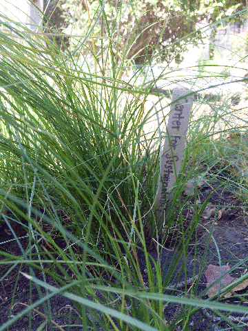 drought, water, grass, landscaping