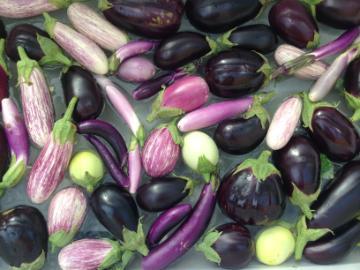Various types of eggplants in a tub.