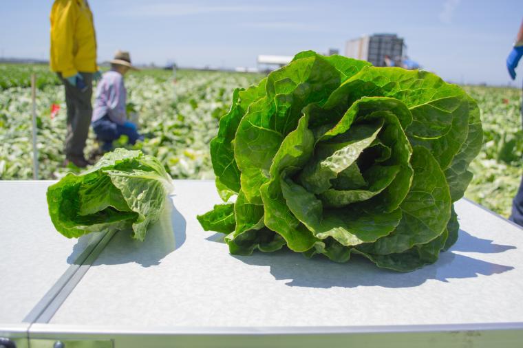 from FAI Forge in-field food waste research