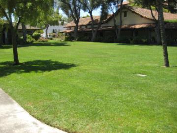 A green lawn with trees and houses in the background.