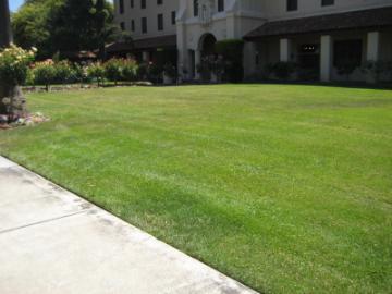 A manicured lawn and foliage at Mission Gardens.