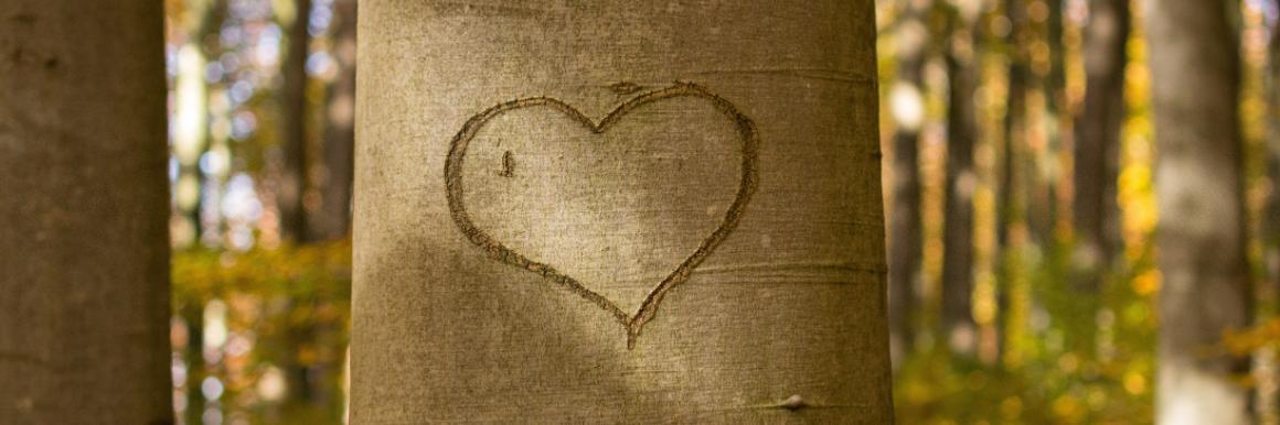 Carved heart on tree trunk in sunlit forest background.