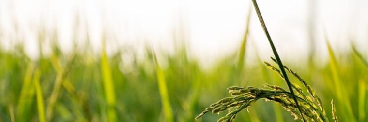 Close-up of green grass with a blurred background.