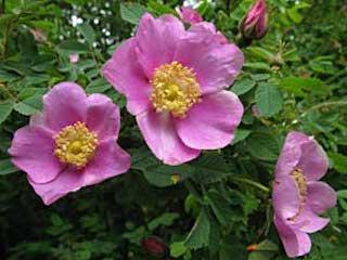 Nootka Rose, or Rosa nutkana