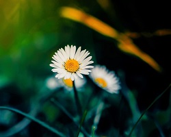 White flowers with yellow centers.