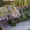 Wisteria